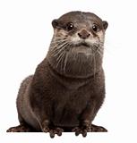Oriental small-clawed otter, Amblonyx Cinereus, 5 years old, sitting in front of white background
