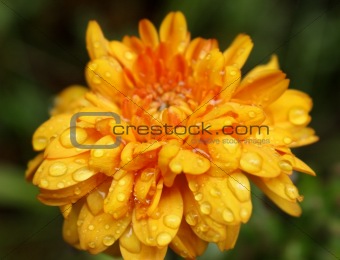 Orange Flower In the Rain