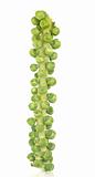 Sprouts on a Stalk