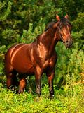 beautiful bay horse in verdure