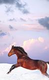 running bay horse in sunset