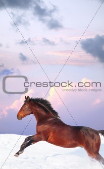 running bay horse in sunset