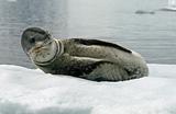 Leopard Seal 2