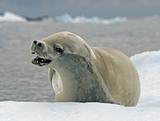 Crabeater Seal 11