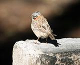 Rufous-necked Sparrow 2
