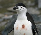 Chinstrap penguin 6