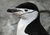 Chinstrap penguin 12
