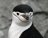 Chinstrap penguin 14