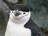 Chinstrap penguin 15