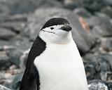Chinstrap penguin 19