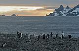 Chinstrap penguins 2