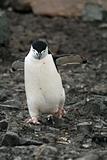 Chinstrap penguin 22