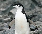 Chinstrap penguin 25