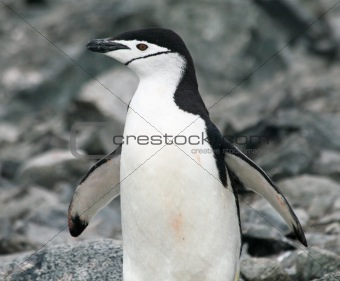 Chinstrap penguin 25