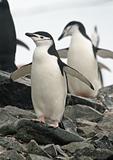 Chinstrap penguin 27