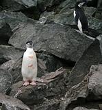 Chinstrap penguin 29