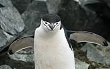 Chinstrap penguin 32