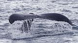 Humpback whale tail 2