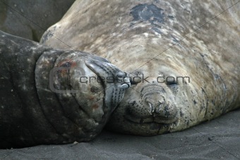 Elephant seals 6