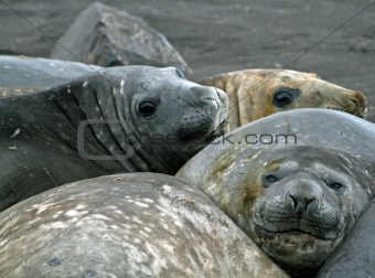 Elephant seals 7