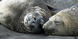 Elephant seals 8