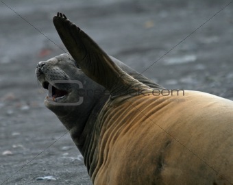 Elephant seal 11