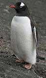 Gentoo penguin 3