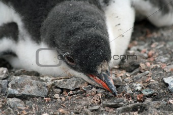 Gentoo penguin chick 7