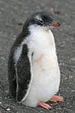 Gentoo penguin chick 9