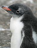 Gentoo penguin chick 10