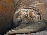 Elephant seal 17