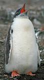 Gentoo penguin chick 15