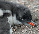 Gentoo penguin chick 18