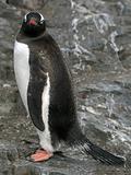 Gentoo penguin 15