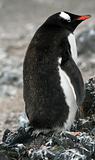 Gentoo penguin 16