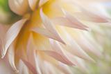 Pastel colored dahlia flower