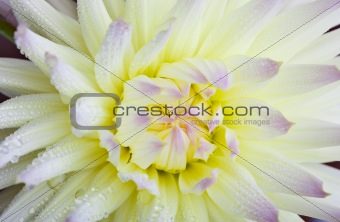 Dahlia flower with dew drops