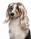 Australian Shepherd puppy wearing a wig, 5 months old, in front of white background