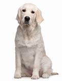 Labrador Retriever puppy, 6 months old, sitting in front of white background