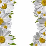 daisy flowers border with copy space 