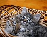 Cute kitten in punnet