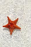 starfish orange in wavy shallow water