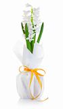 white flower hyacinth in wrapping with bow