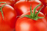 background of red tomatoes with green leaf