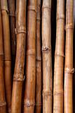 dried bamboo cane trunk texture