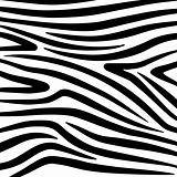Vector Zebra Texture Black And White