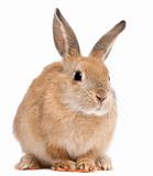 Bunny rabbit in front of white background