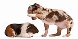 Chihuahua puppy interacting with a guinea pig in front of white background