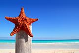 caribbean starfish on wood pole beach