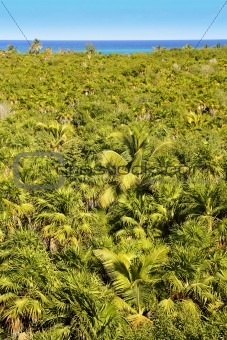 tropical palm tree jungle Sian Kaan Tulum